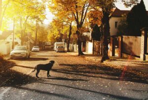 A dog in the middle of the road on a fall day, deciding if he wants to go to one side of the road or the other.